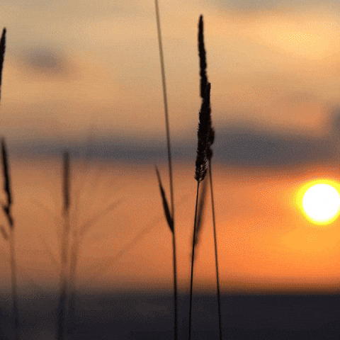 Read more about the article Who Says, “The Bible is the Inerrant Word of God?”